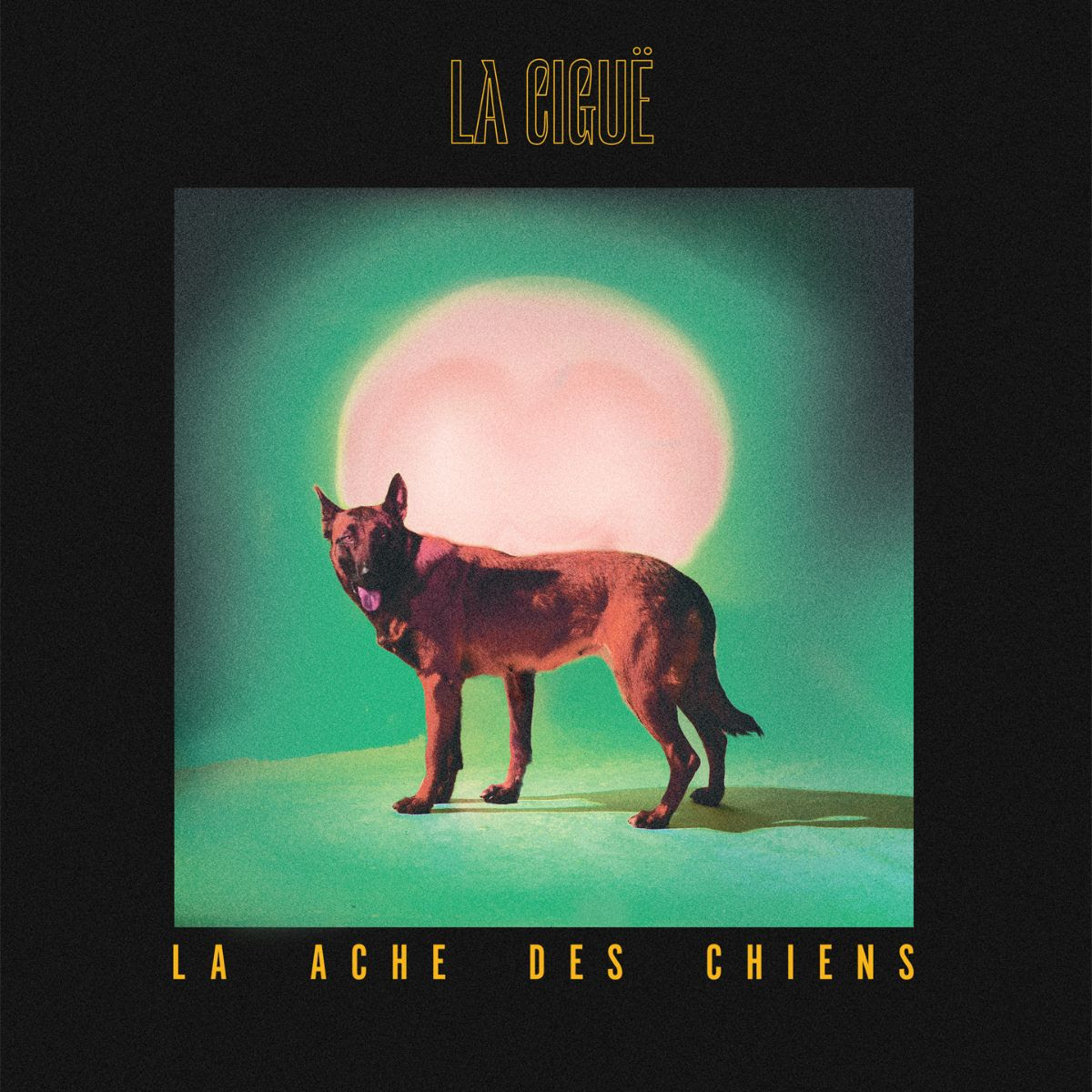 Le Ciguë – La Ache des Chiens